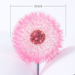 Diente de león de flores secas para manualidades, <span class=keywords><strong>2022</strong></span>, venta al por mayor, 4 cm - Product Image 3