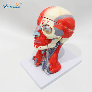 Modèle anatomique détaillé de la tête et du cou avec cerveau ; modèle pédagogique médical de la structure détaillée de la tête et du cou humains. - Product Image 4