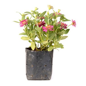 <b>Nursery</b> <b>Bags</b> new LDPE black <b>nursery</b> <b>bags</b>, 50 to 400 gauge, perforated for aeration. - Product Image 2