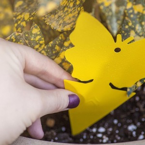 Nuoxin Factory Piège à mouches des fruits et des champignons Tueur de <span class=keywords><strong>moucherons</strong></span> Intérieur et extérieur Protégez la plante Forme d'oiseau non toxique et inodore - Product Image 3