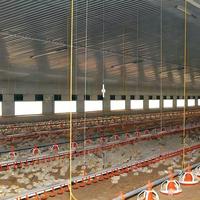 Système complet d'élevage au sol pour poulets de chair – Équipement d'élevage avicole complet pour l'élevage en intérieur à plat pour ferme avicole commerciale