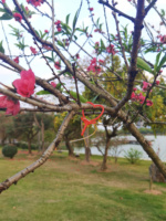 Distributeur européen de pièges à mites de la vigne Lobesia Botrana Perturbation de l'accouplement Appât Attractant pour insectes
