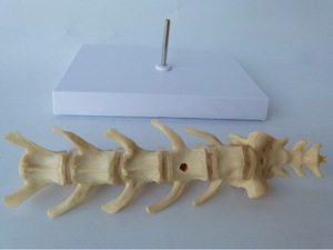Modelo anatómico de vértebras lumbares para perros, columna vertebral canina, modelo de <span class=keywords><strong>esqueleto</strong></span>, anatomía espinal veterinaria de animales, 5 uds. - Product Image 4