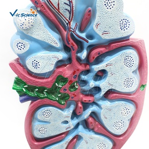 Modelo Anatómico Ampliado de Ganglio Linfático Humano con Visualización de la Estructura Interna - Product Image 5