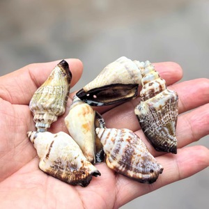 Petits <span class=keywords><strong>escargots</strong></span> verts ivoire 2-5cm trous de coquille de conque polie naturelle bricolage carillon éolien accessoires jardins d'enfants coquillage Souvenir - Product Image 5