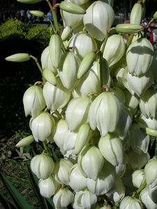 B.c.i 100% Plantenextract <span class=keywords><strong>Yucca</strong></span> Schidigera Extract <span class=keywords><strong>30</strong></span>%-60% Sarsaponine Yuccapoeder Met <span class=keywords><strong>Yucca</strong></span> Saponinen Voor Diervoeding - Product Image 3