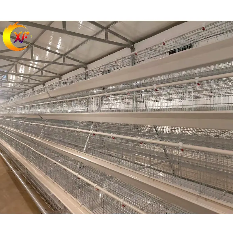 Cage automatique d'équipement d'élevage de poules pondeuses