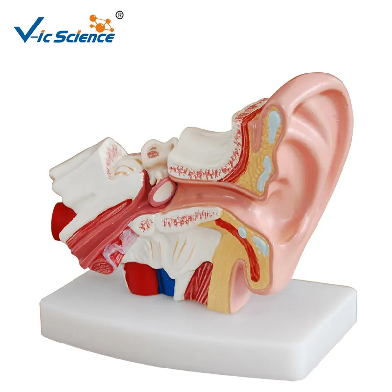 Modelo anatómico de La Oreja de la Mesa Representación del exterior