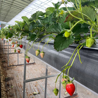 Bac de culture commercial avec support, gouttière de culture pour ferme de fleurs coupées