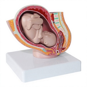 Modelo Anatómico del Sistema Reproductivo Femenino para Enseñanza Médica, Diseño Art Deco en Plástico, Decoración - Product Image 2