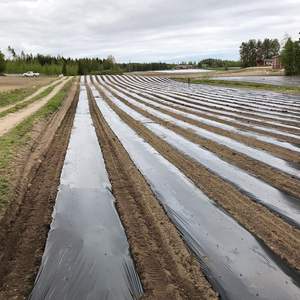 ฟิล์มพลาสติกคลุมดินคุณภาพสูงสำหรับการเกษตร แบบรีดขึ้นรูป CENPLAS  แบบม้วน  บริการ OEM จากเวียดนาม - Product Image 3