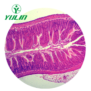 Juego de 100 Portaobjetos Preparados de Histología Humana Suministrados por la Fábrica, Portaobjetos de Microscopio Preparados de Histología Humana - Product Image 2