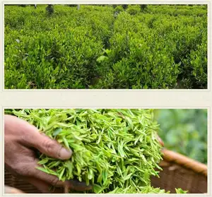 Organic Jiaogulan Tea Gynostemma Pentaphyllum Loose Leaf Tea Natural Sweet Gynostemm Pentaphyllum Herbs Jiaogulan Tea