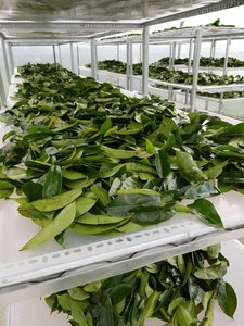 Feuilles de corossol séchées Feuilles de corossol séchées à vendre-Feuilles de corossol séchées de haute qualité et au meilleur prix à partir de 99 Gold Data - Product Image 6