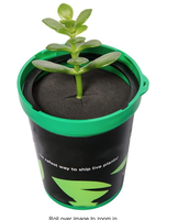 Semis Plantes Vivantes Transport Emballage Abat-jour LED