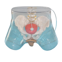 Modelo Médico de Simulación de Cuerpo Humano a Tamaño Real ADA-H3D, Modelo Transparente de Cateterización Uretral Masculina