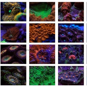 Nhựa nước biển Fish Tank lọc cho điện thoại di động nhiếp ảnh góc rộng Macro Aquarium sử dụng ngoài trời - Product Image 3