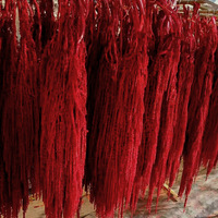 Vente en gros de tiges de riz séchées et préservées, amarantes séchées et préservées pour la décoration murale bohème, la décoration de scène et les créations florales