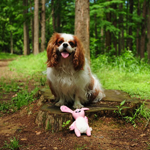 Buona serie amici alla moda elegante Design GRS in fibra di poliestere riciclata e EVA <span class=keywords><strong>Pet</strong></span> giocattoli da masticare conigli per animali domestici da masticare - Product Image 2