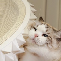 Lit pour chat et chien en corde de chanvre durable avec mousse à mémoire de forme, multifonctionnel, griffoir, canapé de repos et toilettage, support métallique stable, amovible pour le sommeil