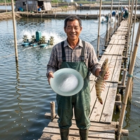 Poudre de vitamine C de qualité alimentaire en gros pour animaux aquatiques additif alimentaire pour poissons additif alimentaire pour crevettes vitamine C