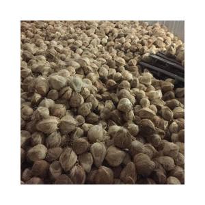 ถุงตาข่ายมะพร้าวสดแห้งผู้ใหญ่กึ่ง deghusked การเก็บเกี่ยวมะพร้าวโดยตรงจากเวียดนามฟาร์มท้องถิ่นโดย99ทองข้อมูล - Product Image 1