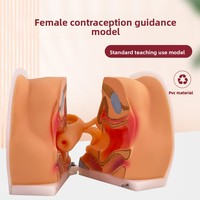 Modèle anatomique des organes génitaux féminins SCIEDU, col de l'utérus, vagin externe, ovaires, examen gynécologique, modèle de contraception