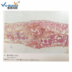 Cross section of fern leaf; sporangium; spores; plant and animal slice specimens; <b>microscope</b> slide for observation in middle - Product Image 4