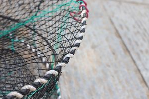 Nouvelles cages pliables australiennes de haute qualité pour crabes et écrevisses, avec quatre filets importés - Product Image 6