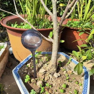 Grandi Globi per Irrigazione Piante da 25,5 cm, Palline in Plastica Multiforma per Auto-Irrigazione, Irrigatori Automatici per <span class=keywords><strong>Giardino</strong></span> - Product Image 4