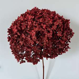 Venta al por mayor Hortensia seca Flores secas Crema <span class=keywords><strong>grande</strong></span> Conservas Plantas Preservar Hortensias grandes Cabeza de flor Blanca Anna Hortensia - Product Image 4