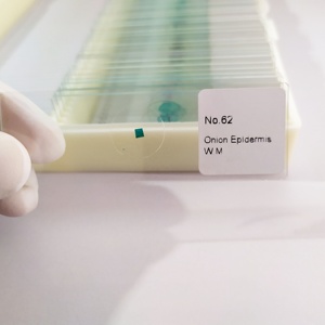 Đồ Dùng Nhà Máy Kính Hiển Vi Chuẩn Bị Lớp Biểu Bì Hành Tây Vật Phẩm Cây Đơn - Product Image 4