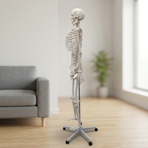 Modèle <span class=keywords><strong>de</strong></span> <span class=keywords><strong>squelette</strong></span> humain grandeur nature 180 cm pour l'enseignement <span class=keywords><strong>de</strong></span> l'anatomie avec bras et jambes amovibles - Product Image 3