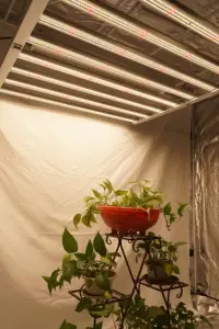 ضوء نمو LED كامل الطيف 600 وات للنباتات المنزلية