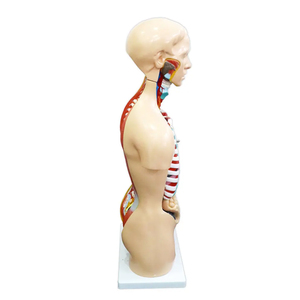 Modelo de torso humano de ambos sexos, piezas desmontables, modelo de anatomía médica, edición profesional - Product Image 3