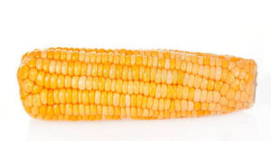 Maíz Amarillo Glutinoso Orgánico Seco Premium a Granel, Grado Alimenticio, Sin OMG, para Procesamiento de Alimentos y Alimentación Animal, Listo para Enviar - Product Image 5
