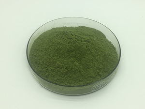 Grosir penjualan terbaik ekstrak kelor alami bubuk daun kelor kering murni - Product Image 2
