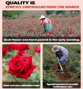 Bunga mawar Mohong alami ekstrak-bunga mawar berdebu bunga alami mawar - Product Image 2