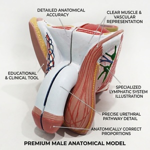 Modelo de Estructura Genital Masculina Interna y Externa de PVC, Modelo de Entrenamiento para la Enseñanza de <span class=keywords><strong>Urología</strong></span> y <span class=keywords><strong>Andrología</strong></span>, CE/ISO/ROHS/CNAS - Product Image 1