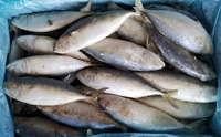 Focus-macaron indien frais pour poissons, fruits de mer, aqf, nouvelle collection, vente en gros,, X41