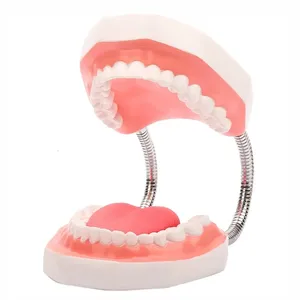 Modelo de enseñanza dental 6X de PVC, grande, con 32 dientes y lengua, herramienta didáctica para estudiantes de odontología - Product Image 3
