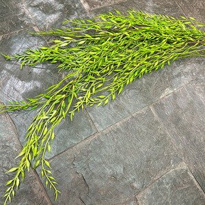 Rama sintética de mimbre de PE con hojas delgadas de <span class=keywords><strong>sauce</strong></span> <span class=keywords><strong>llorón</strong></span> de plástico realista para decoración de techo y accesorio de fondo de escenario pastoral - Product Image 6