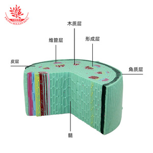 Modèle de tige de plante dicotylédonée, plante herbacée, instrument pédagogique de biologie pour collège, section cellulaire végétale - Product Image 1