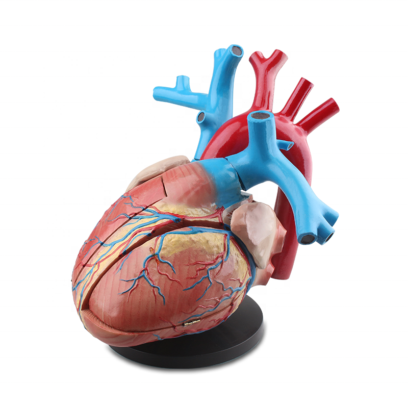 New 5 Times Plastic PVC Medical