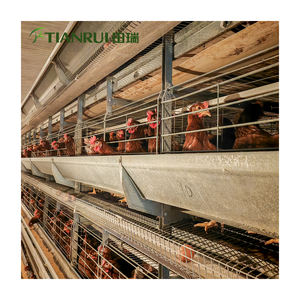 Kandang Ayam Otomatis Galvanis Tipe H untuk Peternakan Unggas, Dijual Murah - Product Image 2