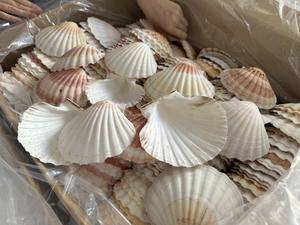Mariscos de vieiras de alta calidad con media concha Conchas de vieiras secas y limpias Tamaño 10-16cm para decoración en stock Playa de Vietnam - Product Image 3