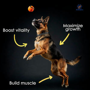 תוסף תזונה לכלבים OEM/ODM 11 ב-1 לעלייה במסת שריר, בעל תכולת חלבון גבוהה עם חומצות אמינו, לבניית שרירים לגורים וכלבים בוגרים - Product Image 5
