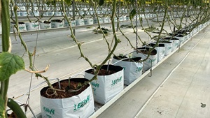 Système de culture hydroponique Tube de culture de tomates Rainure de plantation de légumes Jardin vertical hydroponique - Product Image 5