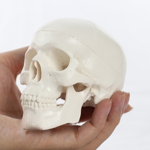 Mini cráneo humano articulado modelo SKM01 cráneo de Anatomía de mandíbula móvil para educación médica estudio Dental adornos de resina - Product Image 3