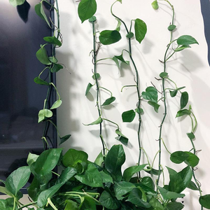 Clip mural auto-adhésif <span class=keywords><strong>pour</strong></span> plantes grimpantes, fixation <span class=keywords><strong>pour</strong></span> feuilles, rotin et lianes, boucle de maintien, crochet de traction, clips de jardin - Product Image 4